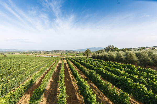 Тосканские виноградники